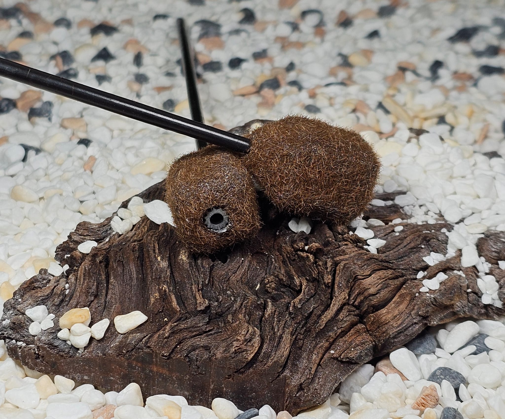 Plumb PVA Bag INLINE 80G cu TIJA 4mm MARO TEXTURAT